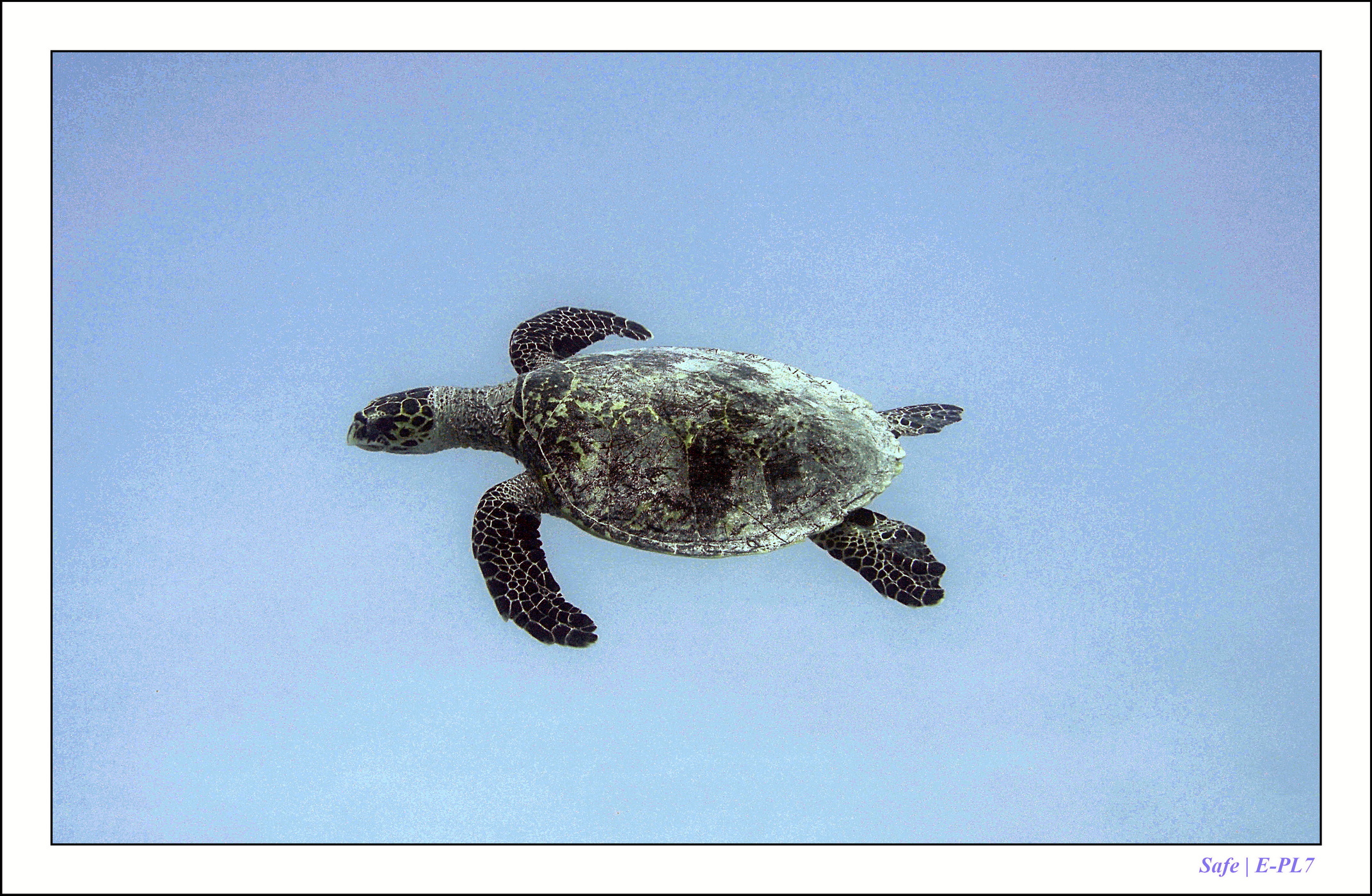 2022 - 07 - snorkeling Maldives - 029